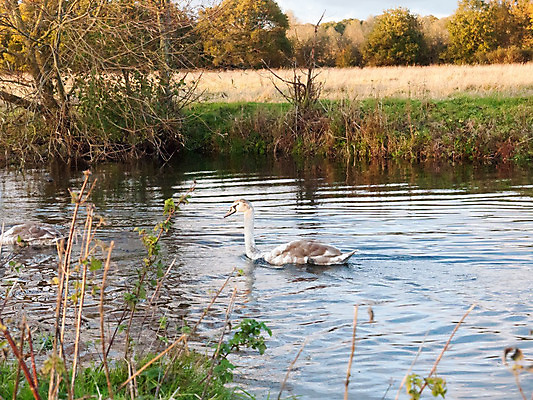 포토 JPG 해외이미지 모양 동물 호수 파도 백그라운드 패턴 날개 가족 모션 자연 조류 표면 그림자 사람없음 야외 물 파란색 빛 강 머리 침묵 활발 거울 흰색 시골 쌍 그룹 소프트포커스 깃털 묘사 질감 백조 목 발가락 계산서 순간 취급주의 해외202004 해외포토 자연요소 바다 컬러 컨셉 무늬 관계 발 촬영기법 경고 신체부위 소리 생태계 파일형식 이미지허브