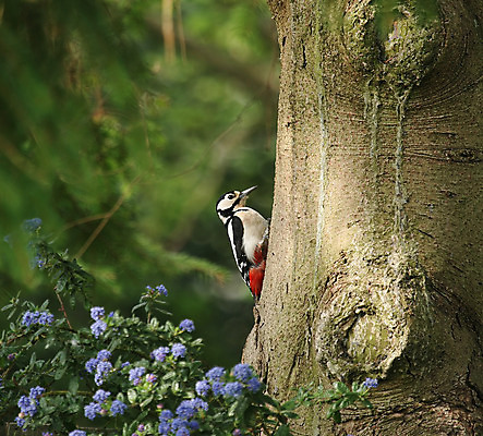 포토 JPG 해외이미지 나무 여자 꽃 조류 사람없음 빨간색 파란색 햇빛 검은색 흰색 삼림지대 캡모자 해외202004 해외포토 식물 동물 모자_잡화 컬러 사람 태양 숲 파일형식 이미지허브