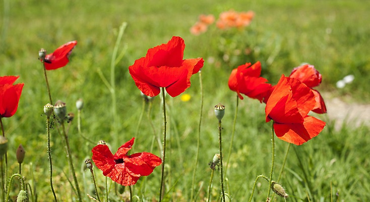 포토 JPG 해외이미지 식물 계절 꽃 꽃다발 잎 과일 전구 자연 발렌타인데이 선물 잔디 사람없음 초록색 여름 컬러풀 정원 봄 벚꽃 나뭇가지 냄비 그늘 수분 시원함 냄새 양귀비 해외202004 해외포토 나무 컬러 데이이벤트 솥 생태계 파일형식 이미지허브
