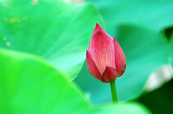 포토 JPG 해외이미지 식물 꽃잎 꽃 아시아 호수 줄기 분홍색 잎 연꽃 동양인 풍경 사람없음 초록색 정원 중국 고요 봄 벚꽃 백합 관목 수련 순수 생물학 향기 신성 동쪽 거인 내추럴 패드 이국적 해외202004 해외포토 나무 계절 교육 나라 컬러 컨셉 인종 방향 냄새 파일형식 이미지허브