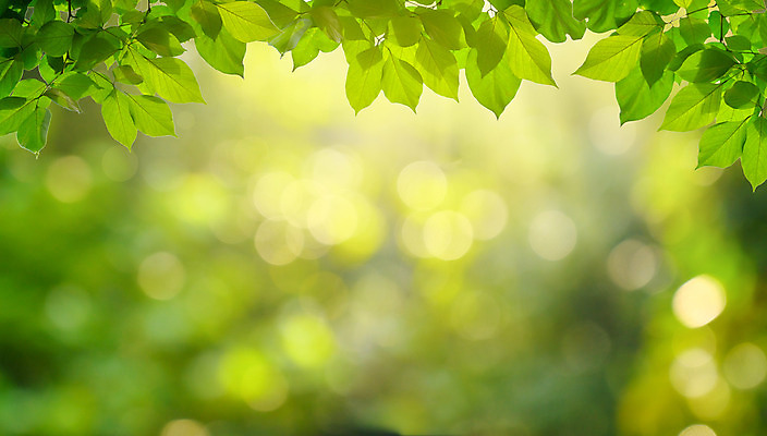 포토 JPG 해외이미지 나무 식물 디자인 계절 공원 꽃 백그라운드 잎 패턴 밭 자연 하늘 추상 부활절 새로움 프레임 잔디 사람없음 초록색 빛 햇빛 태양 환경 정원 맑음 봄 활발 신선 숲 데이지 보케 내추럴 블러 효과 해외202004 해외포토 자연요소 공공시설 기념일 컬러 컨셉 무늬 농업 날씨 생태계 파일형식 이미지허브