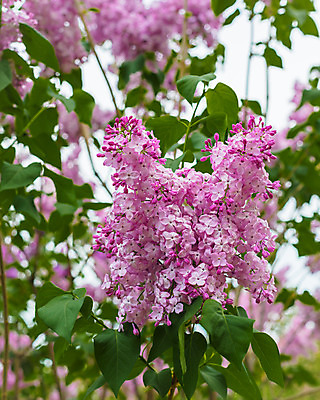 포토 JPG 해외이미지 나무 식물 디자인 계절 꽃잎 꽃 줄기 백그라운드 잎 꽃무늬 자연 하늘 선물 풍경 사람없음 장식 초록색 여름 파란색 정원 맑음 보라색 봄 벚꽃 흰색 나뭇가지 개화 작음 5월 다발 제비꽃 냄새 라일락 내추럴 고립 해외202004 해외포토 컬러 무늬 날씨 날짜 크기 생태계 파일형식 이미지허브