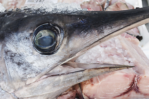 포토 JPG 해외이미지 전통 음식 바다 백그라운드 패턴 낚시 건강 육류 어류 요리 사람없음 세일 주방 이탈리아 신선 시장 맛 상품 가격 먹기 해산물 해외202004 해외포토 유럽 컨셉 무늬 식재료 모션 레저 수중동물 파일형식 이미지허브