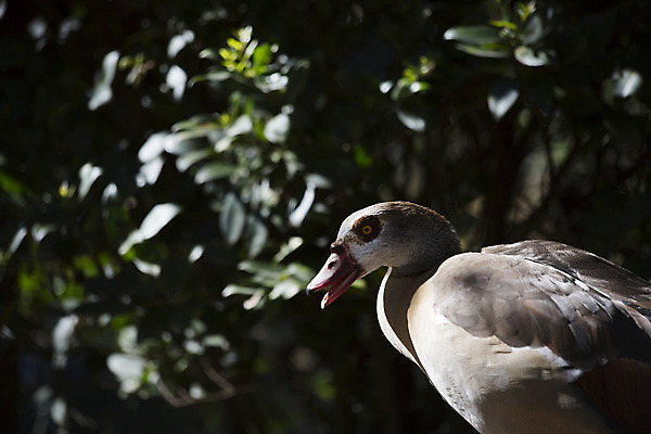포토 JPG 해외이미지 동물 야생동물 아프리카 자연 조류 오리 이집트 사람없음 야외 빨간색 갈색 환경 다양 깃털 싱글 생물학 부리 거위 케냐 물새 사하라 내추럴 나미비아 나이지리아 니제르 동물상 말리 보츠와나 앙골라 에티오피아 이국적 콩고 탄자니아 해외202004 해외포토 교육 나라 컬러 다수 조형물 사막 생태계 남아프리카 파일형식 서아프리카 이미지허브