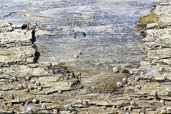 포토 JPG 해외이미지 나무 식물 선 백그라운드 패턴 자연 표면 추상 이끼 사람없음 목재 햇빛 갈색 환경 고통 껍질 나뭇가지 소나무 거친 숲 낟알 피부 묘사 부식 질감 매듭 나무껍질 내추럴 외양간 곰팡이 썩음 옛날 해외202004 해외포토 감정 컬러 무늬 재료 신체부위 태양 생태계 파일형식 이미지허브