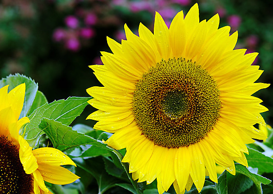 포토 JPG 해외이미지 식물 꽃잎 꽃 행복 잎 꽃무늬 패턴 오렌지 자연 해바라기 씨앗 사람없음 컬러풀 노란색 정원 맑음 검은색 봄 벚꽃 흰색 원형 개화 닫기 꽃집 유기농 원예 질감 꽃가루 내추럴 넘어짐 해외202004 해외포토 도형 웰빙 계절 감정 컬러 무늬 과일 모션 날씨 취미 상점 가루 생태계 파일형식 이미지허브