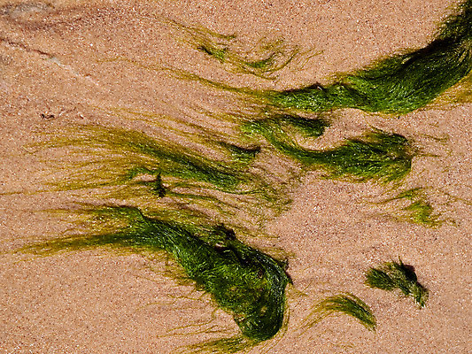 포토 JPG 해외이미지 식물 음식 모래 바다 백그라운드 잎 조류 사람없음 야외 초록색 물 수중 초밥 해조류 암초 다시마 해외202004 해외포토 자연요소 동물 컬러 해양식물 일본음식 파일형식 이미지허브