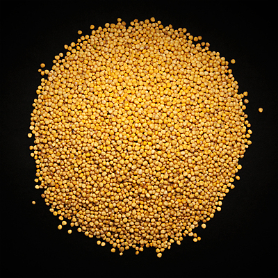 포토 JPG 해외이미지 사람없음 검은색 낟알 향신료 겨자씨 해외202004 해외포토 컬러 씨앗 향미료 파일형식 이미지허브