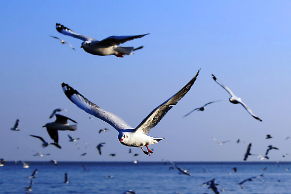 포토 JPG 해외이미지 동물 야생동물 바다 포즈 백그라운드 날개 모션 자연 갈매기 조류 하늘 해변 사람없음 야외 공중 하이앵글 햇빛 희망 자유 흰색 비행 방향 깃털 부리 물새 해외202004 해외포토 감정 뷰포인트 컬러 컨셉 태양 생태계 파일형식 이미지허브