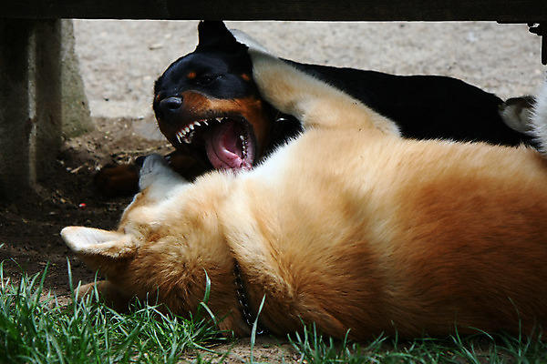 포토 JPG 해외이미지 동물 얼굴 신체 사람없음 반려동물 일본 힘 용기 자신감 개 강아지 위험 큼 근육질 고체 기르기 시베리아 지능 힘찬 해외202004 해외포토 그릇 감정 아시아 컨셉 포유류 근육 신체부위 크기 몸매 돌봄 파일형식 이미지허브