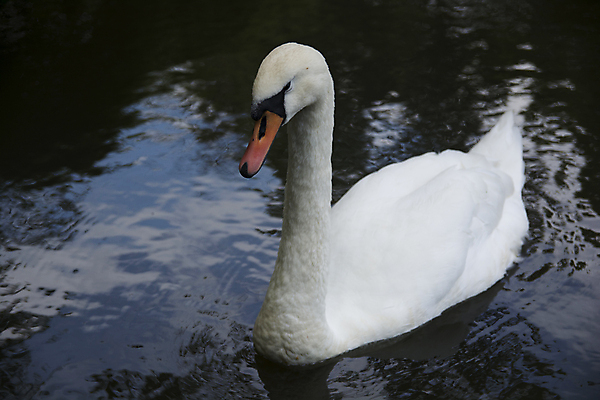 포토 JPG 해외이미지 동물 호수 야생동물 자연 조류 천사 함께함 사랑 사람없음 물 반사 수영 흰색 순수 부리 백조 목 더블 해외202004 해외포토 자연요소 감정 컬러 컨셉 신체부위 수상스포츠 생태계 파일형식 이미지허브