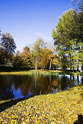 포토 JPG 해외이미지 나무 식물 구름 계절 도로 길 줄기 단풍 잎 밭 오렌지 자연 하늘 날씨 그림자 사람없음 야외 목재 빨간색 초록색 물 파란색 컬러풀 태양 반사 노란색 하이킹 가을 나뭇가지 시골 변화 황금 고독 은색 숲 공상 자작나무 땅바닥 해외202004 해외포토 자연요소 감정 컬러 컨셉 농업 과일 재료 교통시설 레저 바닥 생태계 파일형식 이미지허브