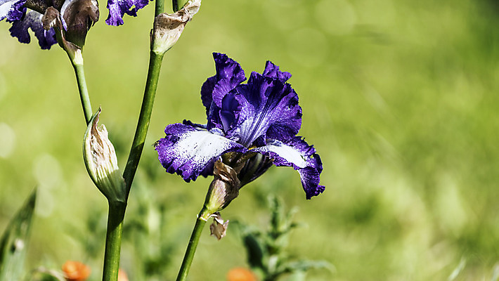 포토 JPG 해외이미지 식물 계절 꽃 꽃다발 잎 자연 날씨 휴식 사람없음 초록색 정원 보라색 화목 힘 봄 에너지 성장 시골 제비꽃 원예 정맥 해외202004 해외포토 컬러 컨셉 취미 생태계 혈관 파일형식 이미지허브
