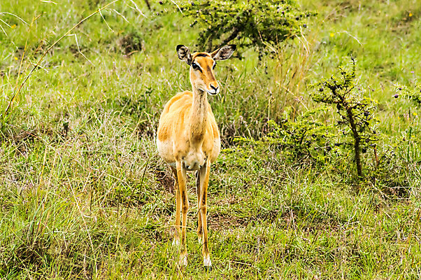 포토 JPG 해외이미지 동물 공원 남자 야생동물 백그라운드 2 포유류 아프리카 자연 뿔 사람없음 초록색 머리 검은색 황무지 사파리 영양 내추럴 가젤 나미비아 전국 해외202004 해외포토 공공시설 나라 컬러 사람 신체부위 생태계 남아프리카 파일형식 이미지허브