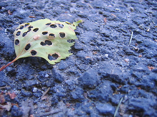 포토 JPG 해외이미지 나무 꽃 잎 사람없음 초록색 여름 봄 게 바위 흰색 하트 아스팔트 나무껍질 해외202004 해외포토 모양 식물 계절 도로 컬러 갑각류 껍질 돌_바위 파일형식 이미지허브