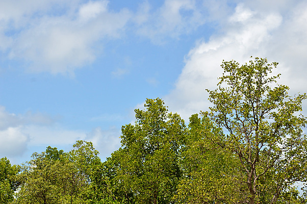 포토 JPG 해외이미지 나무 식물 1 계절 지구 백그라운드 잎 밭 농업 자연 하늘 풍경 사람없음 야외 목재 초록색 여름 파란색 햇빛 평화 환경 맑음 힘 봄 성장 나뭇가지 시골 고독 숲 큼 싱글 잡동사니 내추럴 생태학 옛날 수평선 해외202004 해외포토 교육 감정 산업 컬러 컨셉 재료 날씨 태양 크기 생태계 파일형식 이미지허브