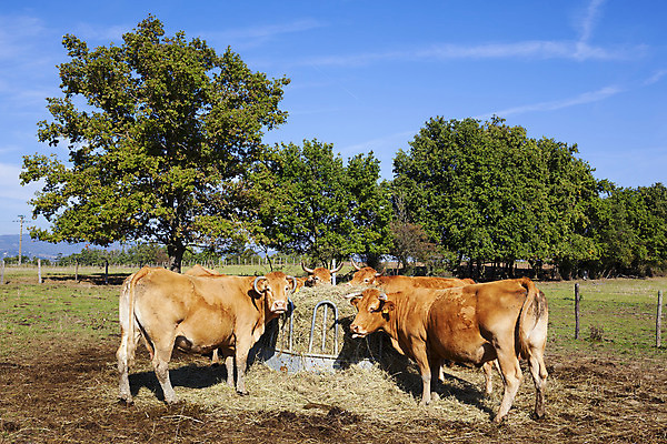 포토 JPG 해외이미지 여자 산업 함께함 성인 사람없음 농장 갈색 가축 우유 그룹 소 군중 방목 먹기 수유 많음 해외202004 해외포토 동물 컬러 컨셉 농업 포유류 모션 유제품 사람 축산업 파일형식 이미지허브