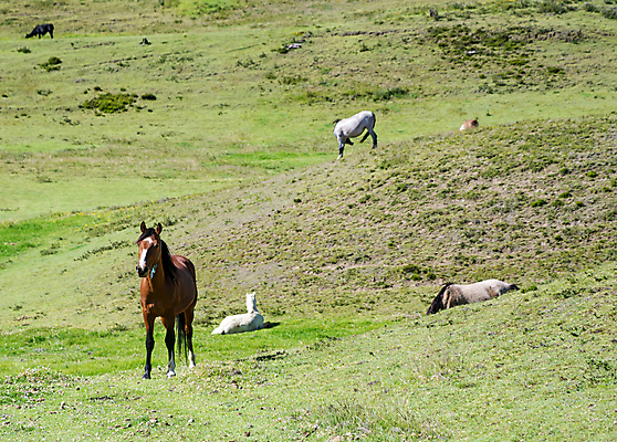 포토 JPG 해외이미지 밭 포유류 자연 이야기 사람없음 초록색 농장 힘 목장 자유 남아메리카 승마 군중 속도 에콰도르 무료 많음 해외202004 해외포토 동물 스포츠 컬러 컨셉 농업 아메리카 사람 생태계 파일형식 이미지허브