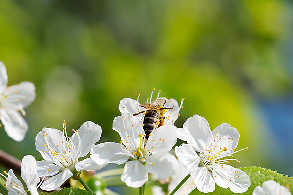 포토 JPG 해외이미지 나무 식물 동물 계절 공원 꽃잎 꽃 분홍색 곤충 잎 꽃무늬 자연 사람없음 햇빛 태양 정원 봄 벚꽃 나뭇가지 시골 개화 체리 꿀벌 4월 수집 꽃가루 꿀 벌집 내추럴 해외202004 해외포토 자연요소 공공시설 컬러 무늬 과일 날짜 벌_곤충 가루 생태계 파일형식 이미지허브