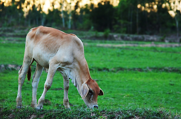 포토 JPG 해외이미지 동물 한마리 응시 새끼 포유류 아프리카 서기 사람없음 갈색 침묵 흰색 기다림 소 경계 송아지 탄자니아 해외202004 해외포토 1 시선 나라 컬러 모션 소리 파일형식 이미지허브