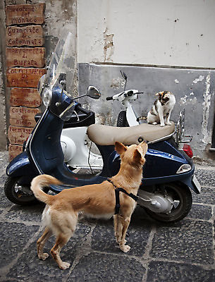 포토 JPG 해외이미지 동물 라이프스타일 외관 유럽 여행 포유류 교통시설 휴가 거리 사랑 사람없음 야외 반려동물 고양이 이탈리아 스쿠터 도시 유머 개 주차 호기심 관심 해외202004 해외포토 감정 나라 교통 컨셉 생활 오토바이 시설 파일형식 이미지허브