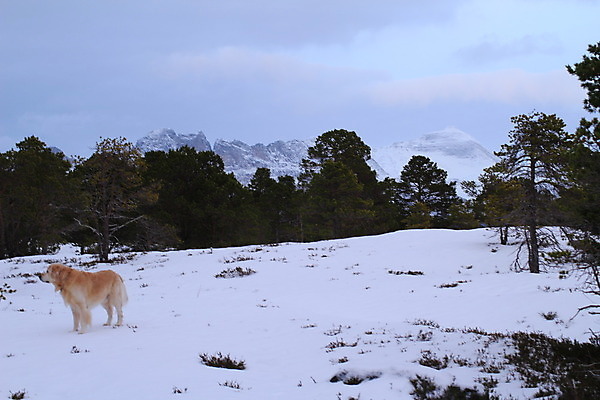 포토 JPG 해외이미지 나무 겨울 자국 자연 하늘 산 파노라마 노르웨이 풍경 사람없음 파란색 여행객 계곡 등산 트래킹 바위 흰색 정상 숲 언덕 해외202004 해외포토 식물 계절 유럽 컬러 레저 촬영기법 사람 돌_바위 생태계 파일형식 이미지허브