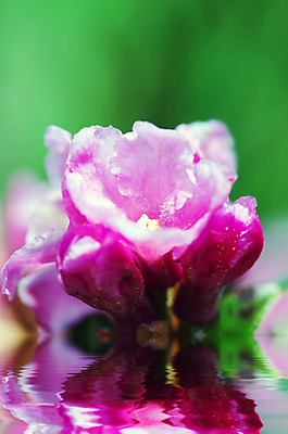 포토 JPG 해외이미지 식물 라이프스타일 꽃 여행 백그라운드 자연 휴가 산 건강 경사 사람없음 초록색 물 보라색 산책 트래킹 하이킹 벚꽃 신선 개화 자주색 진달래 관목 진홍색 우크라이나 해외202004 해외포토 자연요소 나무 유럽 컬러 레저 휴식 생활 빨간색 생태계 파일형식 이미지허브