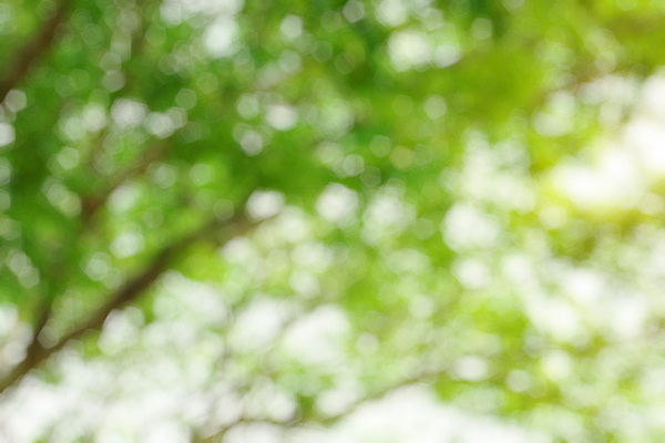 포토 JPG 해외이미지 나무 식물 백그라운드 잎 자연 추상 프레임 그림자 사람없음 야외 초록색 태양 우주 정원 맑음 침묵 봄 성장 흰색 나뭇가지 신선 숲 질감 내추럴 고립 블러 해외202004 해외포토 자연요소 계절 컬러 무늬 날씨 소리 생태계 파일형식 이미지허브