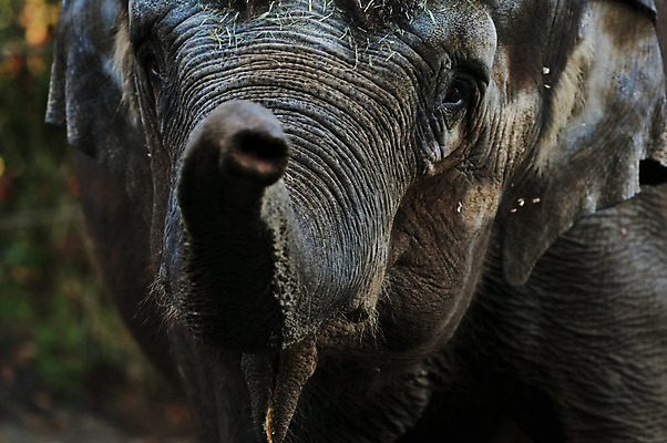 포토 JPG 해외이미지 동물 1 응시 공원 얼굴 야생동물 백그라운드 포유류 아프리카 자연 코끼리 사람없음 옆모습 머리 걷기 검은색 힘 회색 닫기 위험 큼 인도인 사파리 피부 질감 코 귀 상아 환영 멸종 무거움 내추럴 보호구역 힘찬 해외202004 해외포토 외국인 시선 공공시설 나라 뷰포인트 컬러 컨셉 모션 동양인 신체부위 무게 크기 생태계 구역 파일형식 이미지허브