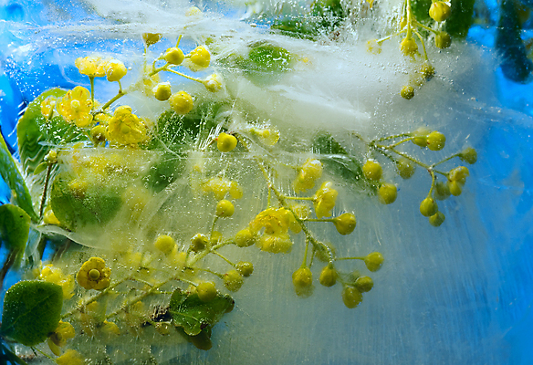 포토 JPG 해외이미지 식물 계절 꽃잎 꽃 꽃다발 백그라운드 컨셉 잎 꽃무늬 자연 추상 사람없음 물 파란색 반사 노란색 냉동 얼음 거품 추위 벚꽃 흰색 신선 신용카드 투명 다발 순수 상쾌 서리 꽃수술 카피스페이스 해외202004 해외포토 자연요소 감정 컬러 무늬 금융 공백 생태계 파일형식 이미지허브