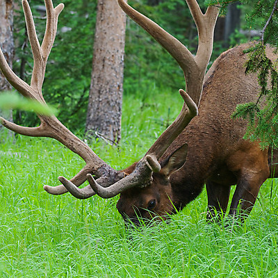 포토 JPG 해외이미지 동물 여행 포유류 자연 사슴 뿔 국립공원 사람없음 목재 미국 숲 황소 엘크 와이오밍 해외202004 해외포토 나무 공원 북아메리카 재료 소 생태계 파일형식 이미지허브