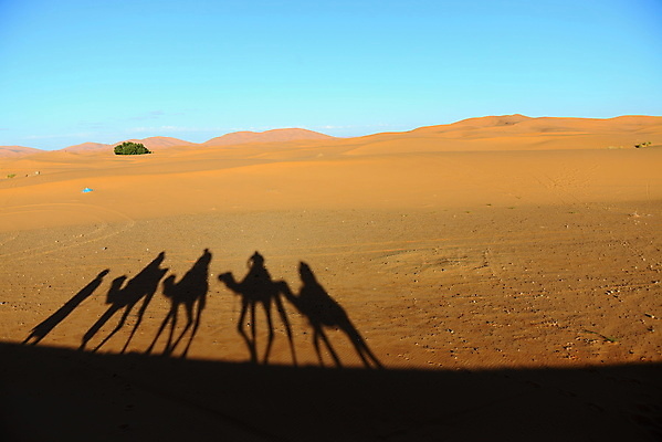 포토 JPG 해외이미지 동물 모래 여행 오렌지 교통시설 아프리카 자연 하늘 그림자 풍경 사람없음 야외 가로 컬러풀 태양 노란색 걷기 일출 가축 일몰 사막 황무지 황금 승차 모래언덕 질감 산등성이 낙타 모로코 적재 사하라 내추럴 아랍어 해외202004 해외포토 자연요소 나라 컬러 교통 과일 포유류 모션 산 노을 언덕 시설 생태계 파일형식 이미지허브