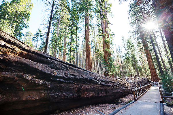 포토 JPG 해외이미지 나무 식물 응시 공원 남자 자연 사람없음 가로 여행객 미국 하이킹 나뭇가지 소나무 숲 큼 손목시계 캘리포니아 나무껍질 코르크 거인 내추럴 전국 해외202004 해외포토 시선 공공시설 시계 북아메리카 장신구 레저 사람 껍질 크기 생태계 파일형식 이미지허브