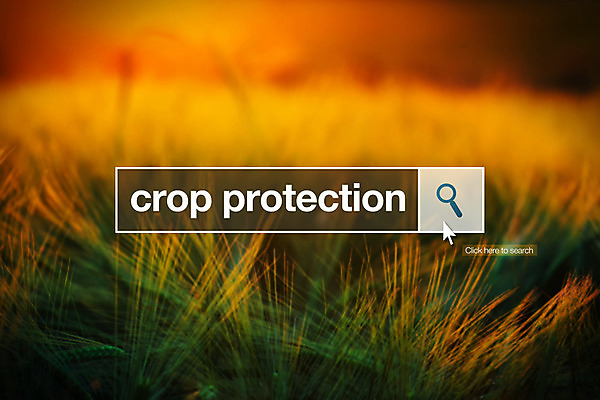 포토 JPG 해외이미지 식물 밭 농업 인터넷 사람없음 농작물 농장 성장 시리얼 밀 보리 농약 세련 해외202004 해외포토 산업 음식 곡류 파일형식 이미지허브