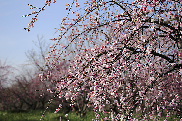 포토 JPG 해외이미지 나무 식물 꽃 분홍색 사람없음 노란색 일본 봄 흰색 신선 자두 해외202004 해외포토 계절 아시아 컬러 과일 파일형식 이미지허브
