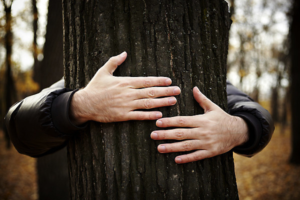 포토 JPG 해외이미지 나무 식물 손 컨셉 상상 자연 사랑 사람 손짓 사람없음 야외 환경 성장 가을 잡기 구출 보호 숲 사인 나무껍질 돌봄 수목 해외202004 해외포토 계절 감정 모션 신체부위 껍질 도움 생태계 파일형식 이미지허브