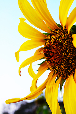 포토 JPG 해외이미지 식물 계절 꽃잎 꽃 행복 곤충 잎 꽃무늬 패턴 밭 농업 자연 하늘 해바라기 씨앗 사람없음 초록색 컬러풀 노란색 정원 맑음 봄 벚꽃 원형 개화 유기농 꽃가루 꿀 내추럴 해외202004 해외포토 도형 동물 웰빙 감정 산업 컬러 무늬 날씨 가루 생태계 파일형식 이미지허브