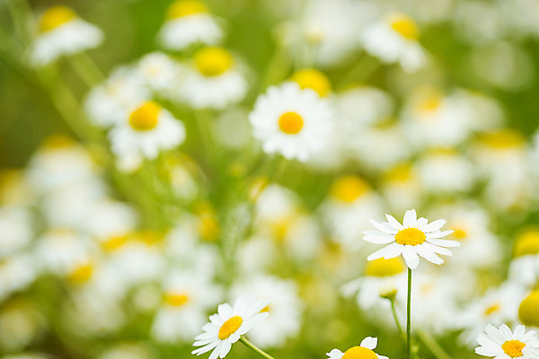 포토 JPG 해외이미지 식물 구름 꽃잎 꽃 밭 자연 하늘 종류 풍경 사람없음 야외 장식 초록색 여름 노란색 봄 흰색 소 닫기 6월 데이지 부드러움 8월 7월 캐모마일 많음 해외202004 해외포토 자연요소 계절 컬러 컨셉 농업 포유류 모션 감각 날짜 허브 생태계 파일형식 이미지허브