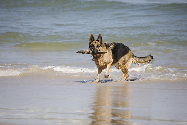 포토 JPG 해외이미지 동물 모래 바다 백그라운드 포유류 놀이 사람없음 물 파란색 반려동물 갈색 머리카락 머리 검은색 나뭇가지 막대기 양치기 경찰 개 큼 귀 송곳니 관심 기르기 해외202004 해외포토 자연요소 나무 직업 컬러 신체부위 치아 크기 돌봄 파일형식 이미지허브