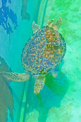 포토 JPG 해외이미지 동물 야생동물 모래 바다 여행 백그라운드 파충류 태국 자연 휴가 어류 사람없음 빨간색 초록색 물 파란색 빛 컬러풀 환경 바닷속 수중 수영 거북이 잠수부 다이빙 생물학 지느러미 수족관 내추럴 깊이 소금물 식민지 옛날 터키석 해외202004 해외포토 자연요소 교육 아시아 컬러 수중동물 수상스포츠 전문직 보석 생태계 수중스포츠 파일형식 이미지허브