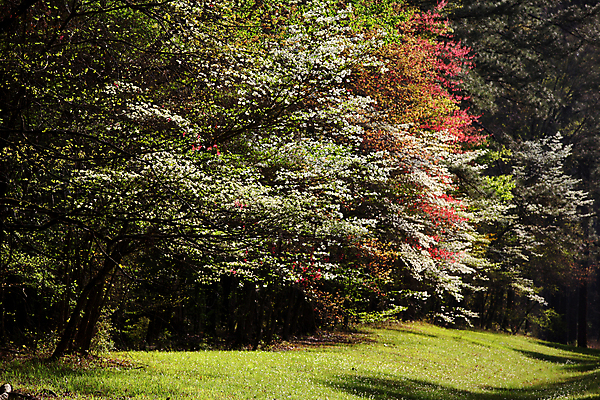 포토 JPG 해외이미지 나무 식물 계절 공원 꽃잎 꽃 분홍색 백그라운드 자연 풍경 사람없음 야외 초록색 빛 컬러풀 정원 맑음 봄 성장 벚꽃 흰색 나뭇가지 신선 개화 체리 4월 5월 내추럴 해외202004 해외포토 공공시설 컬러 과일 날씨 날짜 생태계 파일형식 이미지허브