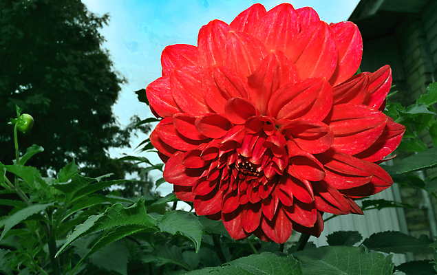 포토 JPG 해외이미지 식물 1 계절 꽃잎 꽃 꽃다발 꽃무늬 자연 사랑 사람없음 빨간색 여름 머리 정원 보라색 활발 벚꽃 가을 신선 개화 달리아 가득함 오브젝트 싱글 원예 내추럴 해외202004 해외포토 감정 컬러 컨셉 무늬 취미 신체부위 생태계 파일형식 이미지허브