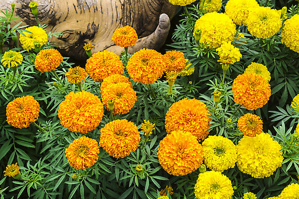 포토 JPG 해외이미지 식물 계절 공원 꽃잎 꽃 백그라운드 잎 꽃무늬 농업 오렌지 자연 사람없음 초록색 노란색 정원 봄 활발 성장 신선 꽃집 꽃가루 내추럴 강렬 해외202004 해외포토 공공시설 산업 컬러 컨셉 무늬 과일 상점 가루 생태계 파일형식 이미지허브