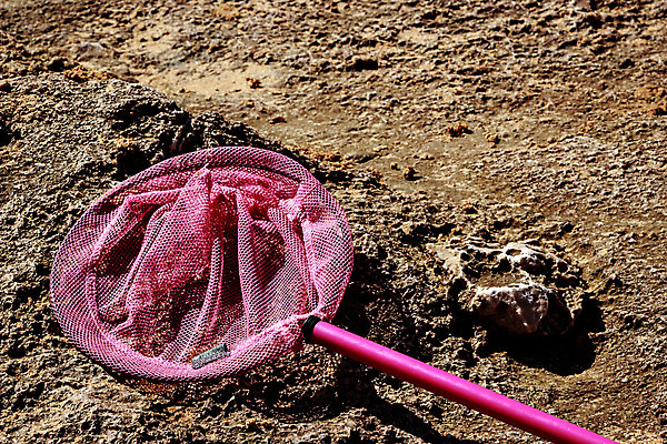 포토 JPG 해외이미지 1 행복 어린이 바다 분홍색 여행 자연 놀이 낚시 휴가 사람없음 야외 파란색 장난감 그물 해외202004 해외포토 감정 컬러 레저 사람 생태계 파일형식 이미지허브