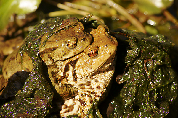 포토 JPG 해외이미지 동물 야생동물 자연 양서류 앉기 사람없음 빛 젖음 촉촉함 황무지 해조류 업기 진흙 두꺼비 짝짓기 동물상 해외202004 해외포토 모션 조형물 해양식물 생태계 파일형식 이미지허브