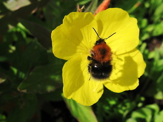 포토 JPG 해외이미지 식물 동물 꽃 곤충 백그라운드 자연 그림자 사람없음 노란색 맑음 동물상 해외202004 해외포토 컬러 날씨 조형물 생태계 파일형식 이미지허브