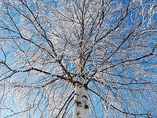 포토 JPG 해외이미지 나무 도로 겨울 밭 자연 하늘 풍경 사람없음 냉동 추위 흰색 농촌 시골 숲 서리 장면 자작나무 흙길 눈내림 수평선 해외202004 해외포토 식물 계절 길 컬러 농업 교통시설 눈_날씨 흙 생태계 파일형식 이미지허브