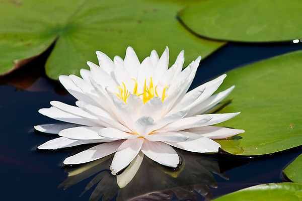 포토 JPG 해외이미지 식물 계절 꽃잎 꽃 호수 분홍색 잎 자연 사람없음 빨간색 초록색 물 반사 평화 환경 정원 보라색 봄 벚꽃 연못 신선 우아함 당구 심볼 순수 묘사 만족 반대 내추럴 해외202004 해외포토 자연요소 감정 컬러 컨셉 구기 생태계 파일형식 이미지허브