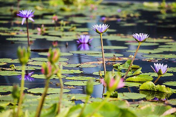 포토 JPG 해외이미지 식물 꽃잎 꽃 호수 분홍색 백그라운드 잎 꽃무늬 자연 동양인 사람없음 야외 장식 초록색 물 빛 반사 정원 보라색 스파 고요 봄 벚꽃 신선 개화 당구 심볼 순수 묘사 명상 내추럴 해외202004 해외포토 자연요소 계절 컬러 컨셉 무늬 인종 구기 생태계 파일형식 이미지허브