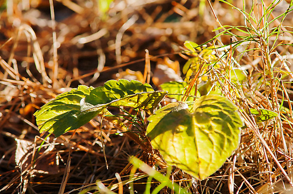 포토 JPG 해외이미지 나무 식물 계절 공원 백그라운드 잎 패턴 오렌지 자연 추상 바닥 건조 사람없음 야외 빨간색 초록색 물 컬러풀 갈색 노란색 활발 젖음 가을 그룹 황금 떨어짐 숲 이슬 오솔길 11월 묘사 유기농 질감 내추럴 강렬 땅바닥 방법 해외202004 해외포토 자연요소 웰빙 공공시설 길 컬러 컨셉 무늬 과일 날짜 생태계 파일형식 이미지허브